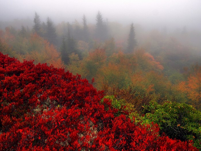 Red bushes and foggy autumn forest landscape