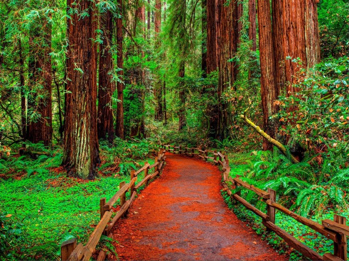 Redwood forest path with wooden fence