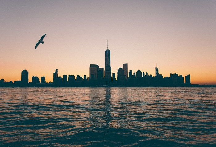 Seagull flying over New York City skyline at sunset