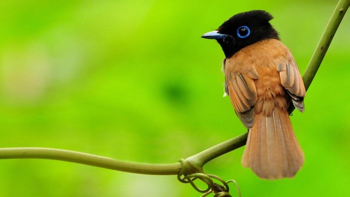 Black-headed paradise flycatcher perched on a branch