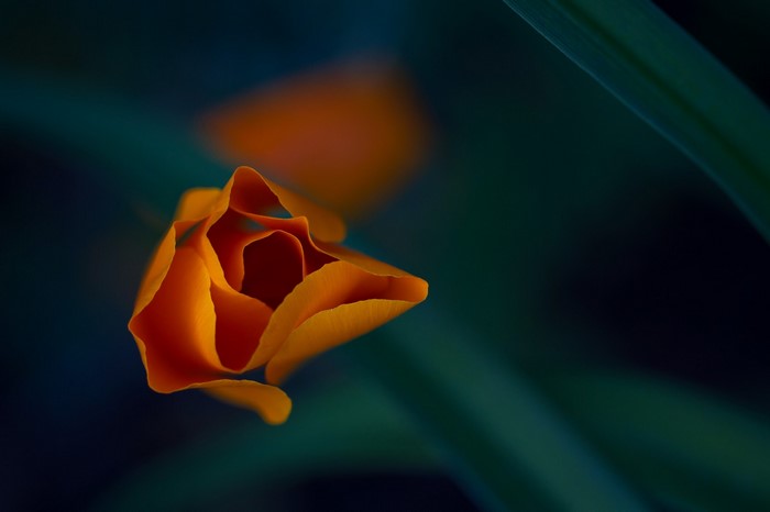 Close-up of an orange California poppy flower bud