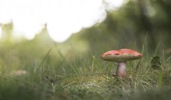 Red mushroom with white spots in green grass