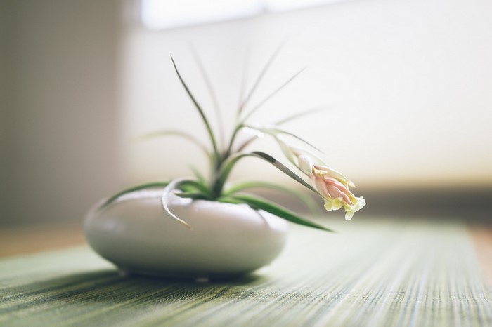 Air plant with pink and yellow flower in white pot