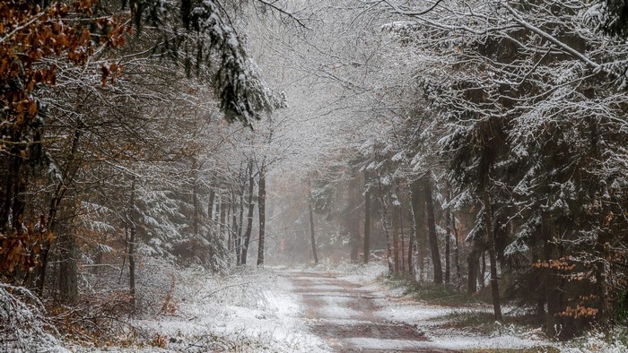 Snowy forest path with bare trees and mist