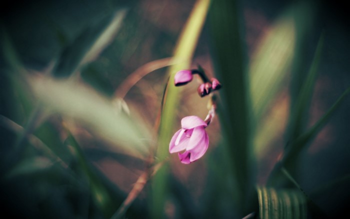 Close up of pink orchid buds and flower