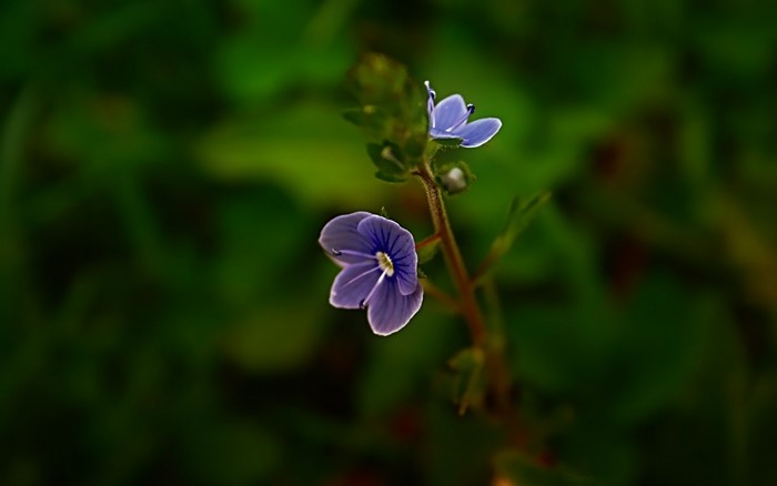 Two small purple flowers on a stem with green background