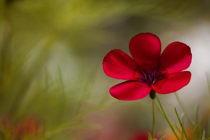 Close-up of a red flax flower with green background