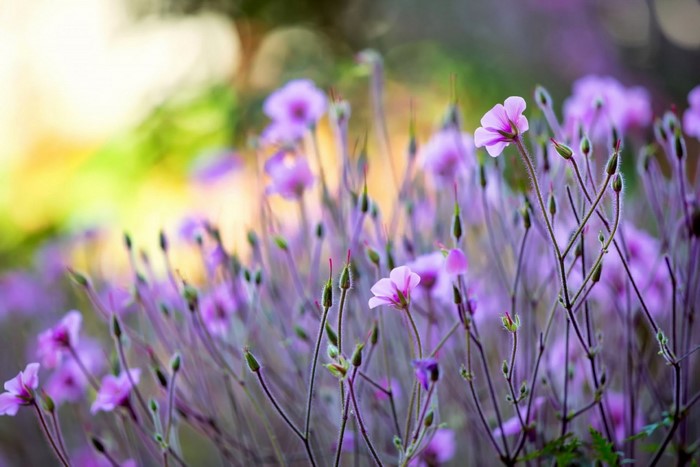 Vibrant Purple Wildflowers in Soft Focus