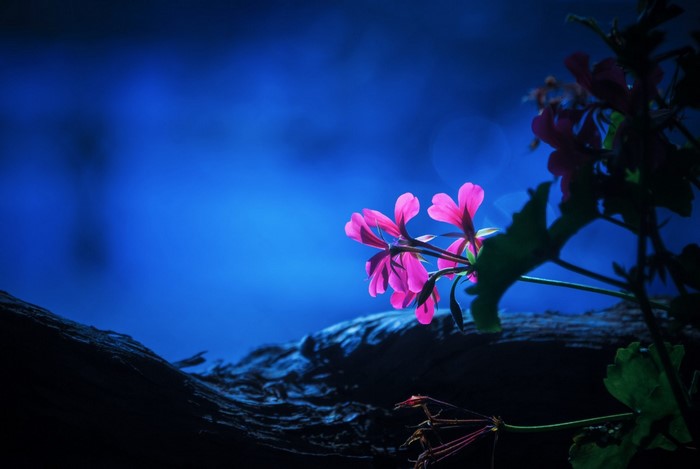 Pink flowers illuminated by light against a dark blue background
