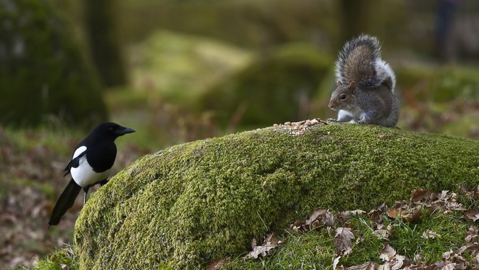 Magpie and squirrel on a mossy rock
