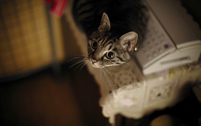 Close up of a tabby cat looking up