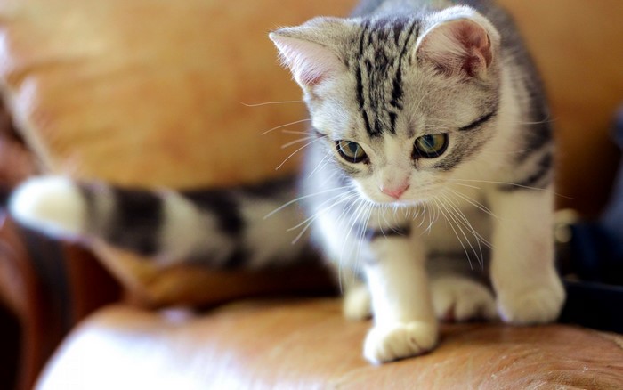 Curious Kitten with Striped Fur on Sofa