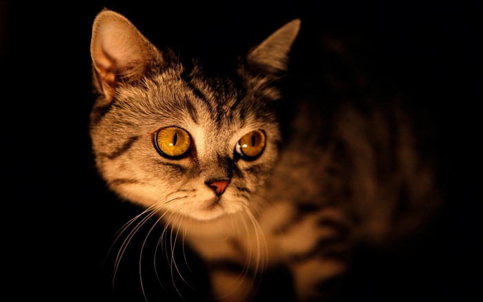 Close up of a tabby cat's face in darkness