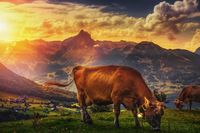 Sunset Over Mountain Pasture with Grazing Cows