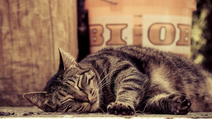 Tabby cat sleeping outdoors near a bucket