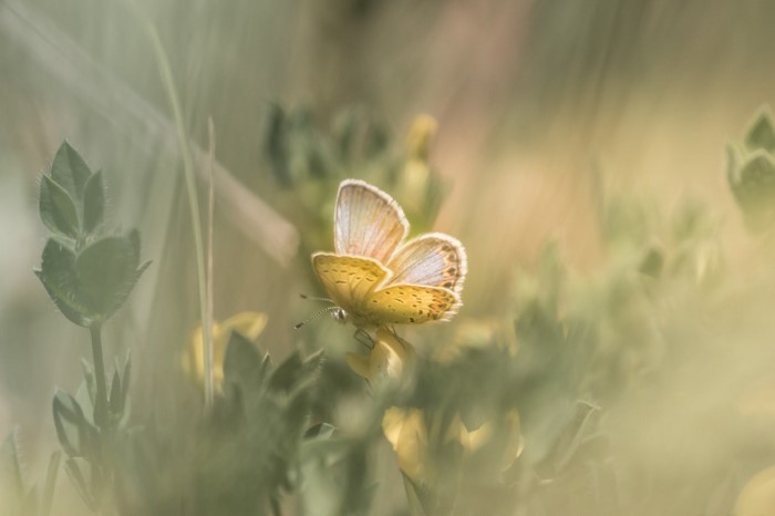 Close-up of a yellow butterfly on a plant