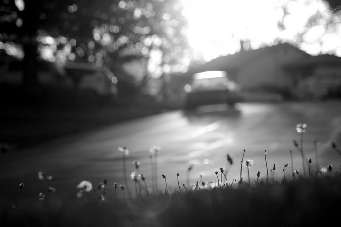 Monochrome bokeh of dandelions and a car on a sunny day