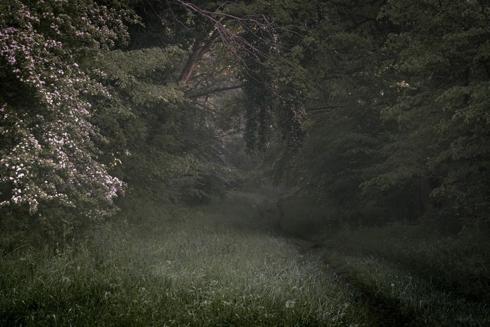 Misty forest path with blooming trees and grass