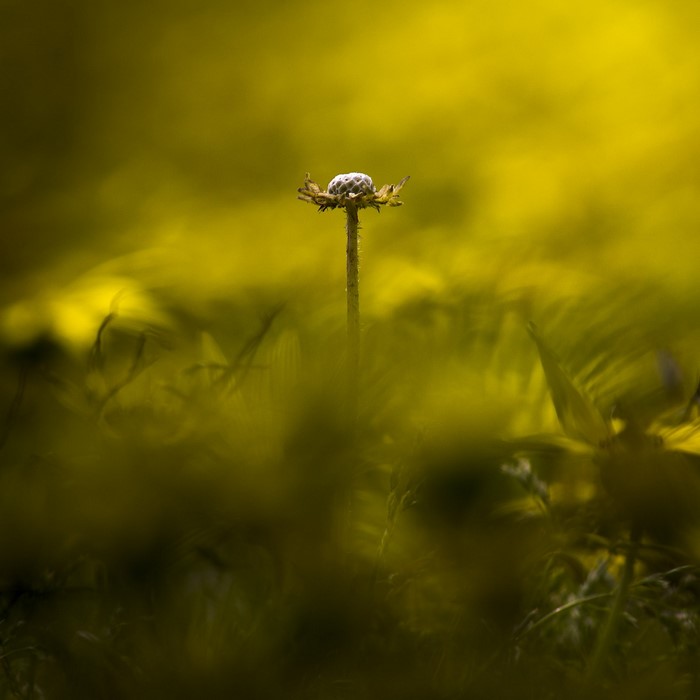 Close-up of a dried flower head in yellow field