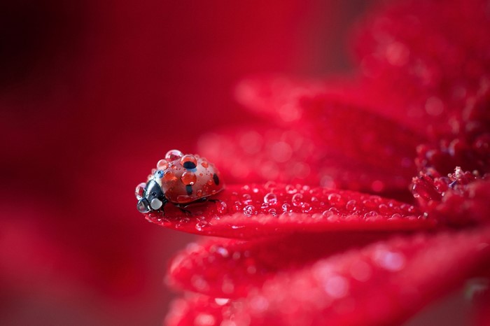 Ladybug on Red Flower Petal with Dew Drops