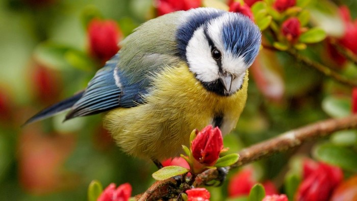 Blue Tit bird perched on a branch with red flowers