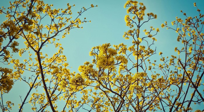 Yellow flowers on branches against a blue sky