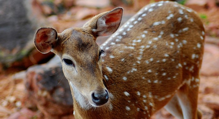 Close up of a spotted deer in nature
