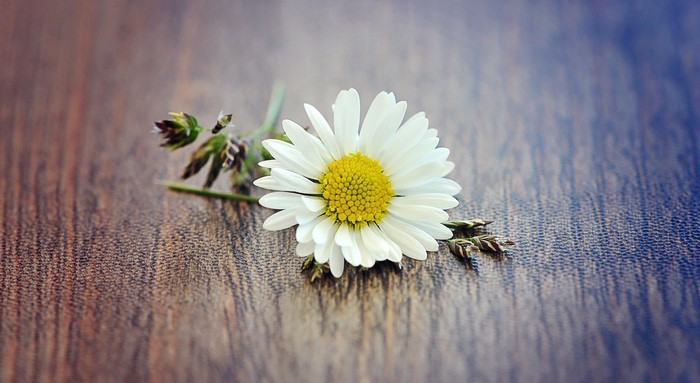 A single daisy with a yellow center rests on a wooden surface.