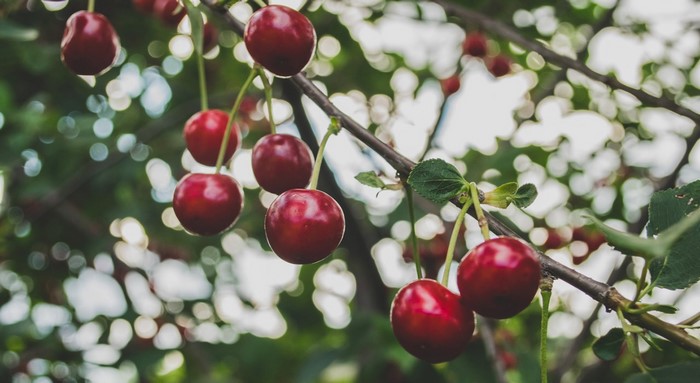 Ripe cherries hanging from a tree branch