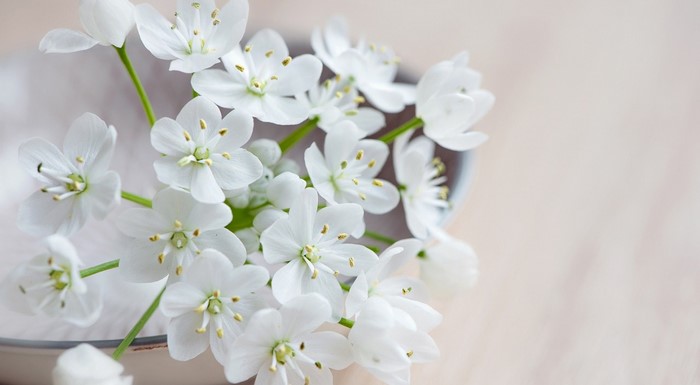 Close-up of delicate white flowers in a bowl