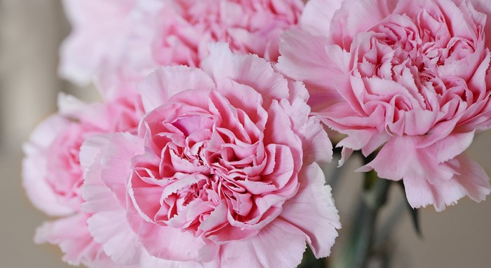 Close-up of pink carnation flowers