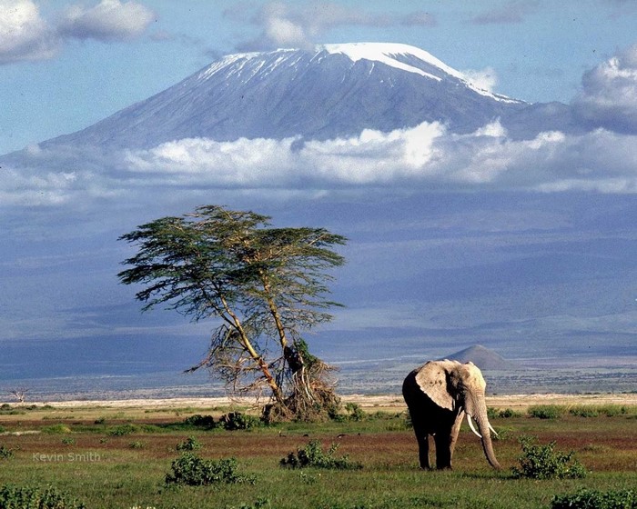 Elephant and Acacia Tree with Mount Kilimanjaro