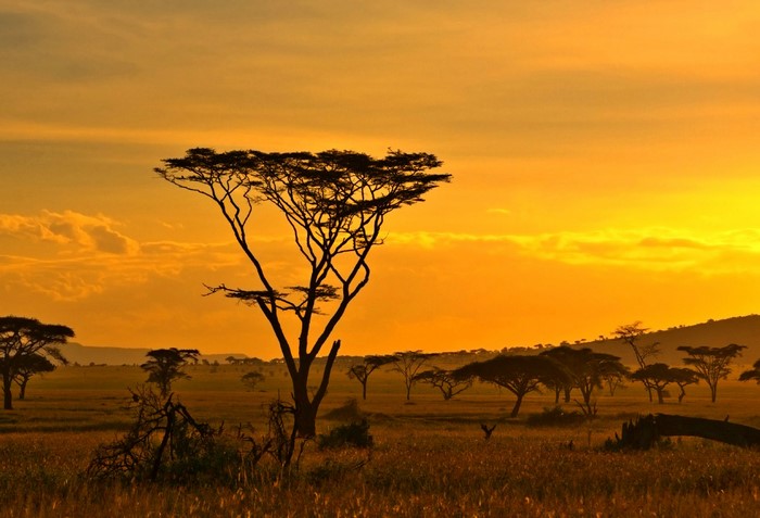 African savanna landscape at sunset with acacia trees