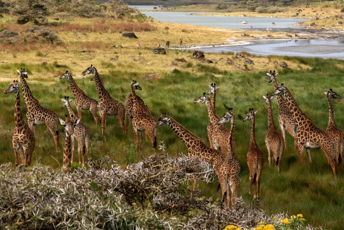 Herd of giraffes in a savanna landscape