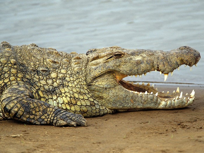 Animals, Nature, Wildlife, Africa, Crocodiles, Reptile, Crocodile 