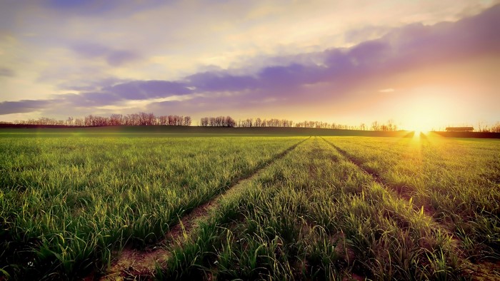 Sunset over a green agricultural field with tire tracks