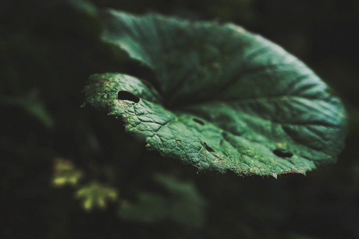 Close-up of a green leaf with holes