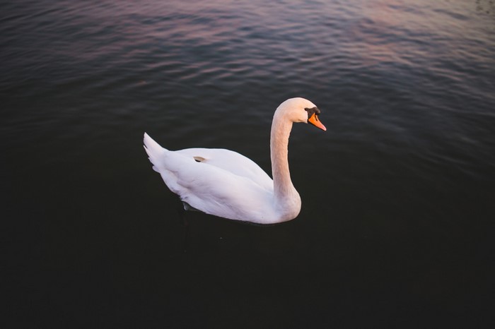 White swan swimming in dark water