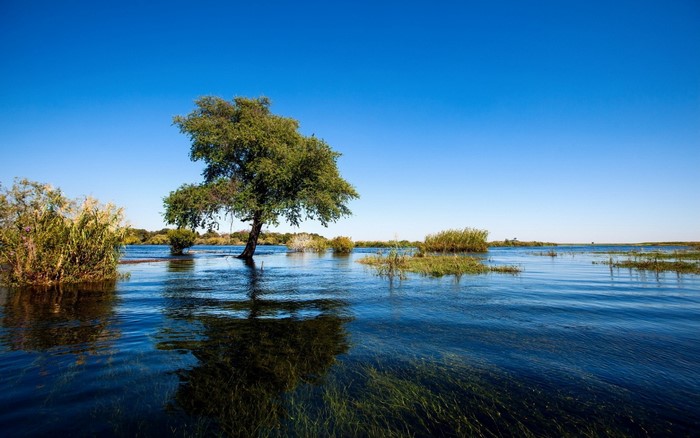 Flooded landscape with a lone tree and reeds under a clear blue sky