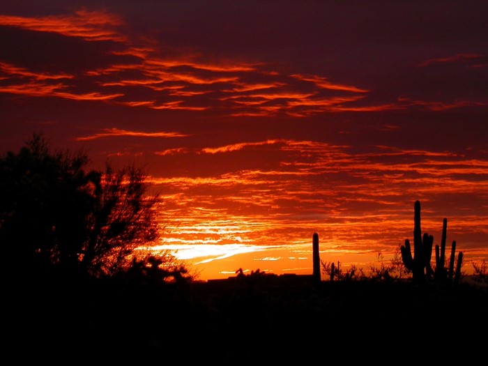 Sunset over Arizona desert with saguaro cacti