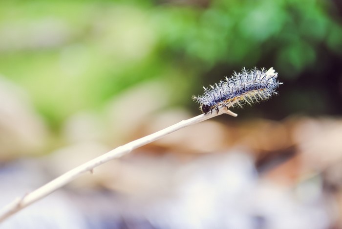 Caterpillar on a thin branch with blurred background