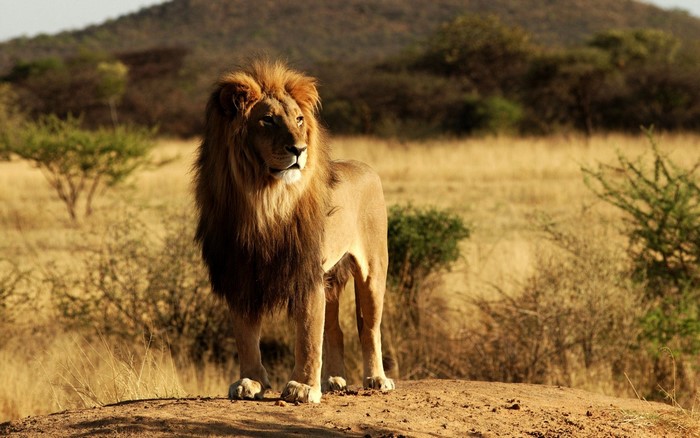 Lion standing on a dirt mound in the savanna