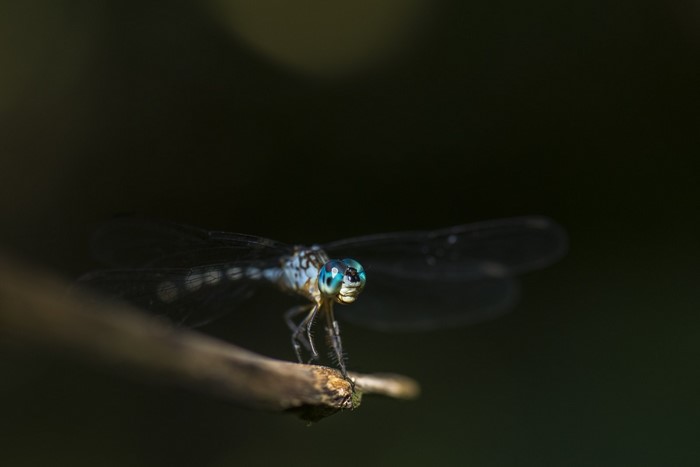 Close-up of a blue dragonfly on a branch