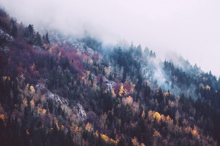Misty autumn forest on a mountainside