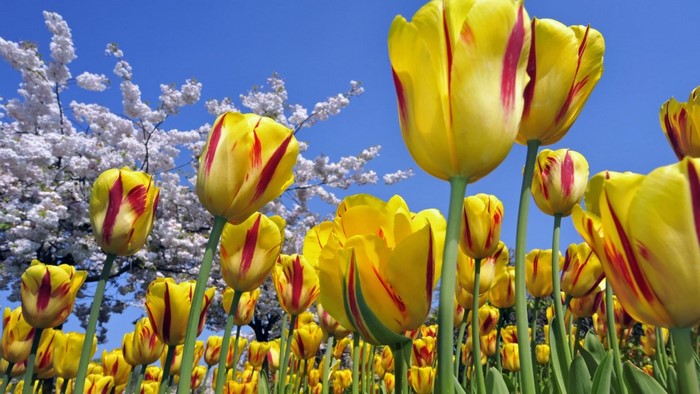 Yellow and red striped tulips with cherry blossoms