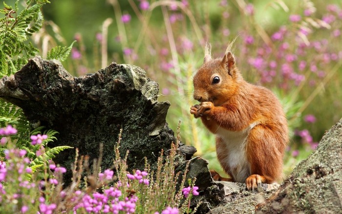 Red squirrel eating on a mossy log with heather