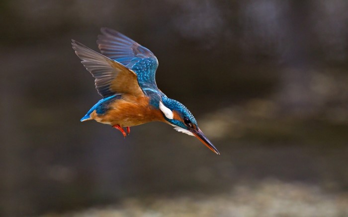 Vibrant Kingfisher in Mid-Flight