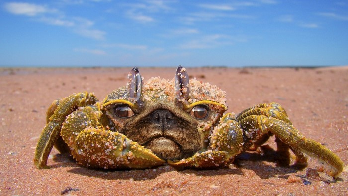 Crab with pug face on a sandy beach