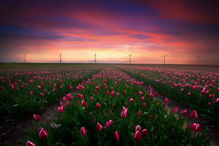 Field of tulips at sunset with windmills