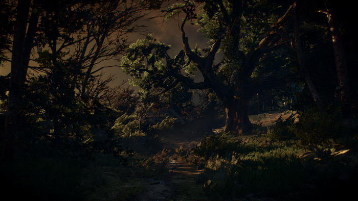 The Witcher 3 Wild Hunt forest path